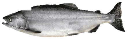 Pink salmon